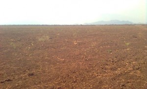 plantation thumbnail